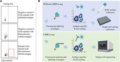 Frontiers | Advances in antibody discovery from human BCR repertoires